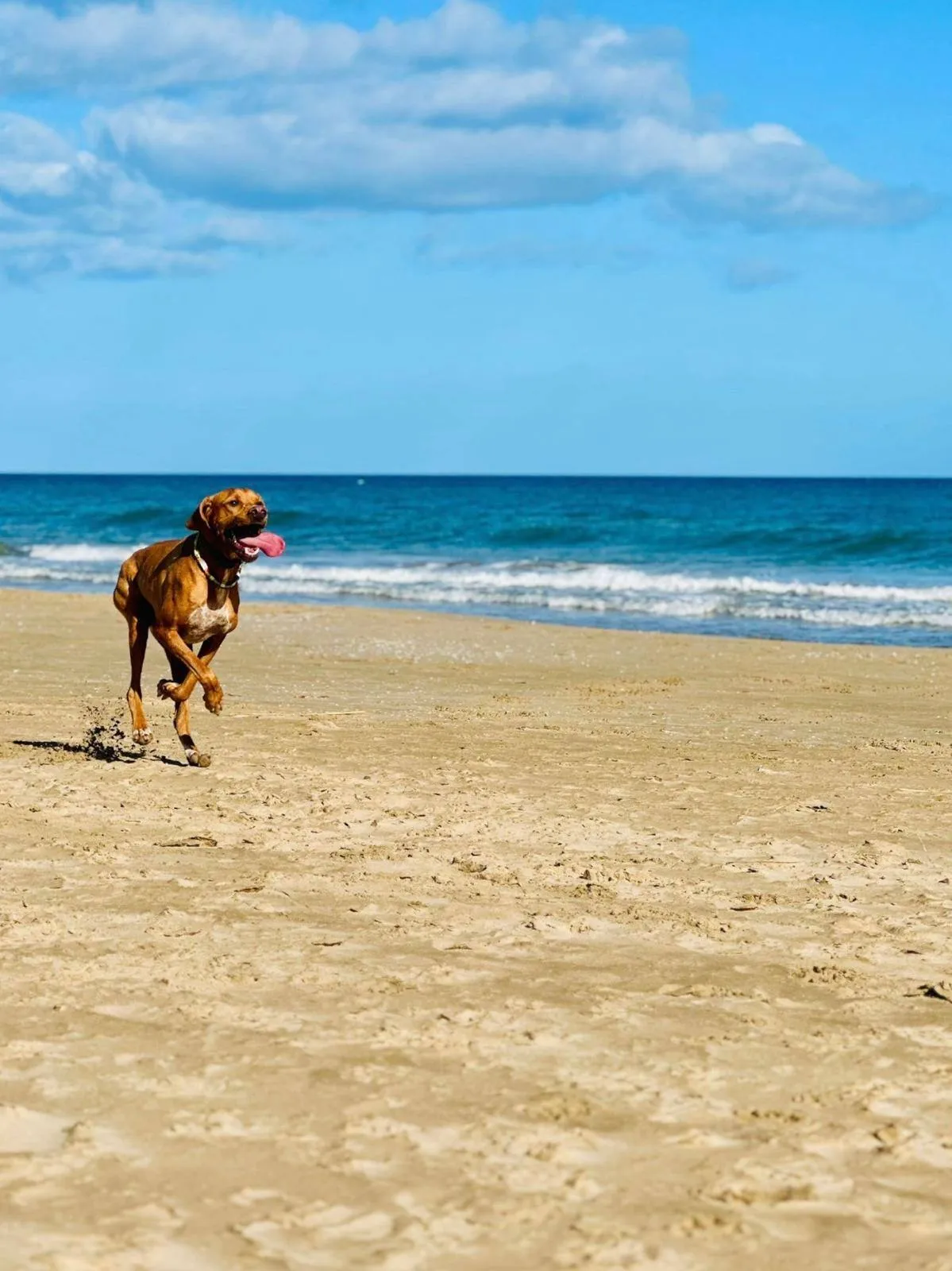 Les plages pour chiens dans la Costa Blanca