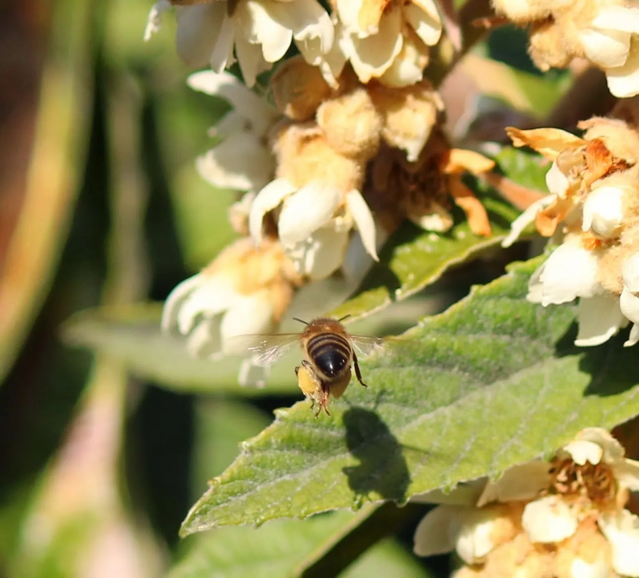 abeja nisperos