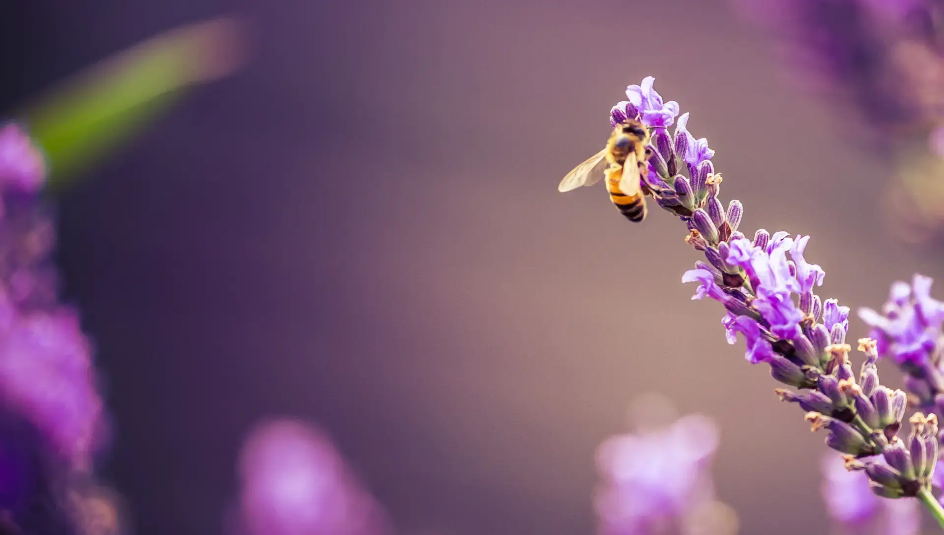 Miel méditerranéen : la saveur douce et intense du soleil, de la mer et des fleurs