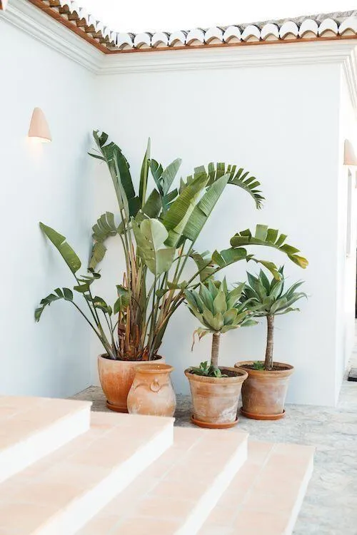 planten terracotta pot