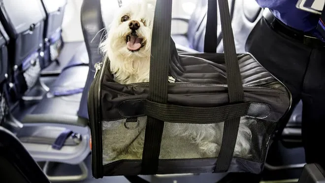 PRENDRE VOTRE ANIMAL DE COMPAGNIE DANS L'AVION POUR L'ESPAGNE: LES OPTIONS